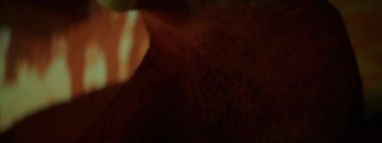 Closeup of an artistic and realistic lioness in a lowlight space