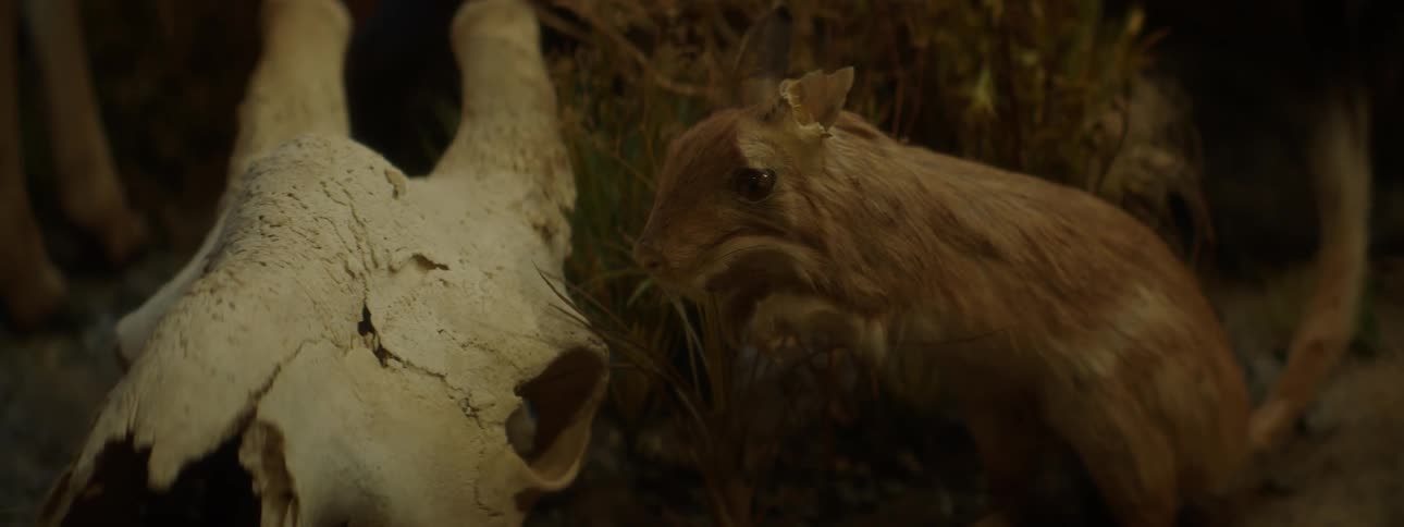 A stuffed rodent is positioned near a large animal skull in a dimly lit museum exhibit