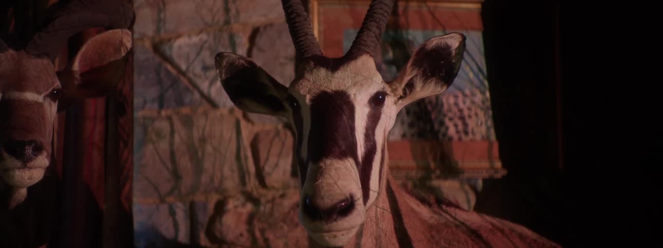 Antelopes with artistic horns in an indoor space