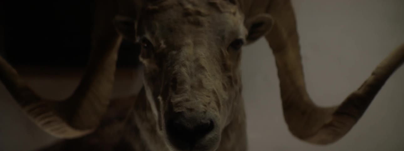 A stuffed ram head is hanging on the wall