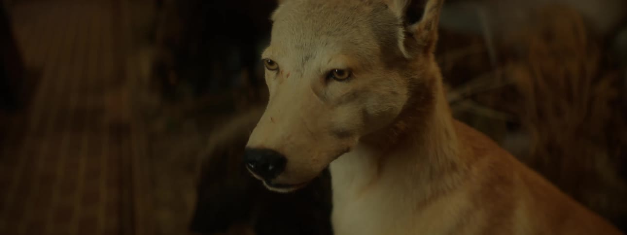Close up of a realistic dog on display