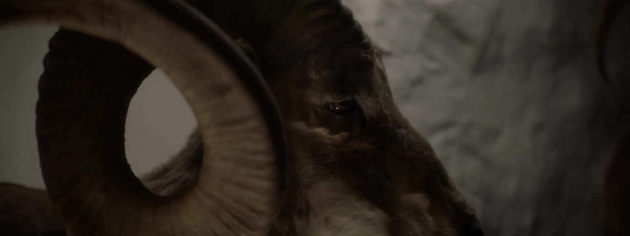 A ram head is stuffed and mounted on the wall