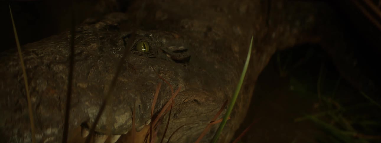 Closeup of the eye and mouth of an alligator on display