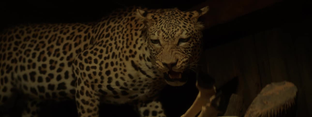 A taxidermied leopard its spots obscured by the darkness