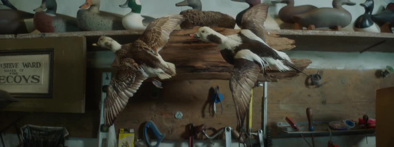 A collection of taxidermied ducks mounted on shelves and a driftwood piece at a workshop
