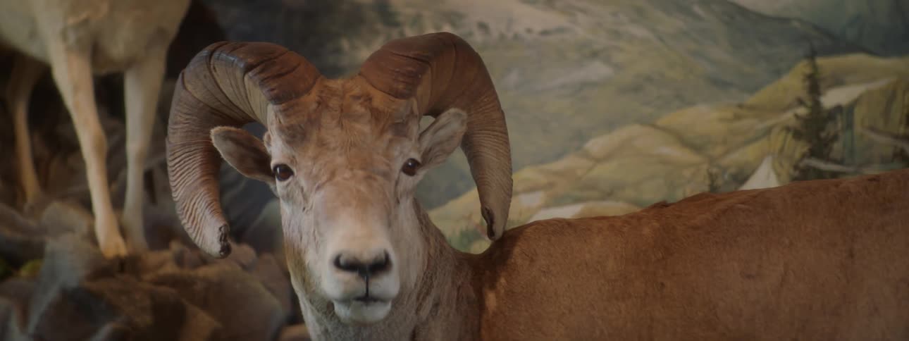 Waxwing bighorn sheep with its large curved horns highlighted