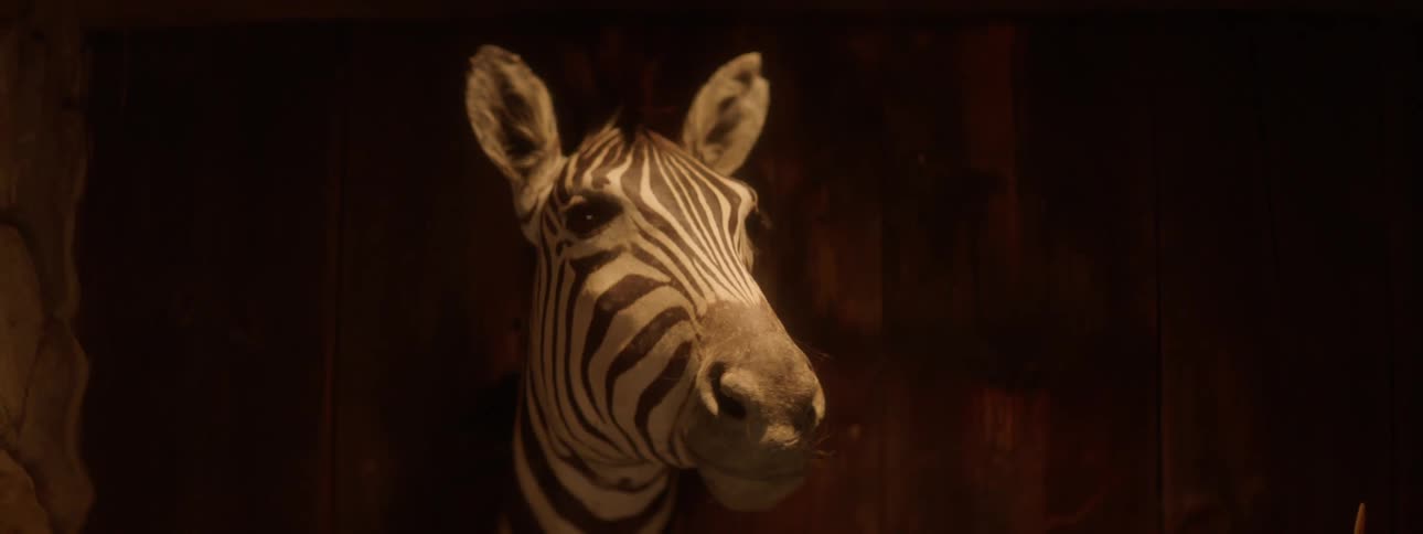 A taxidermied zebra head mounted on a wall