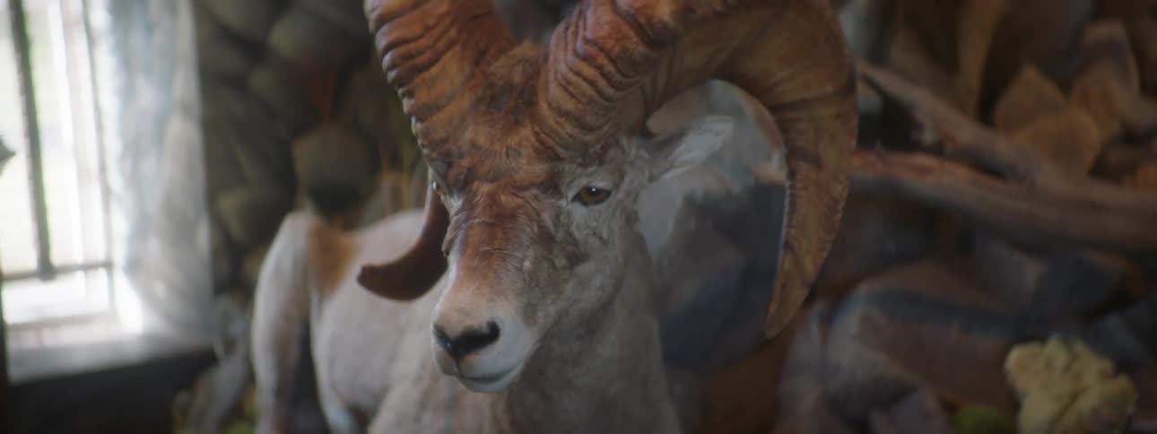A closeup of a mounted bighorn sheep head