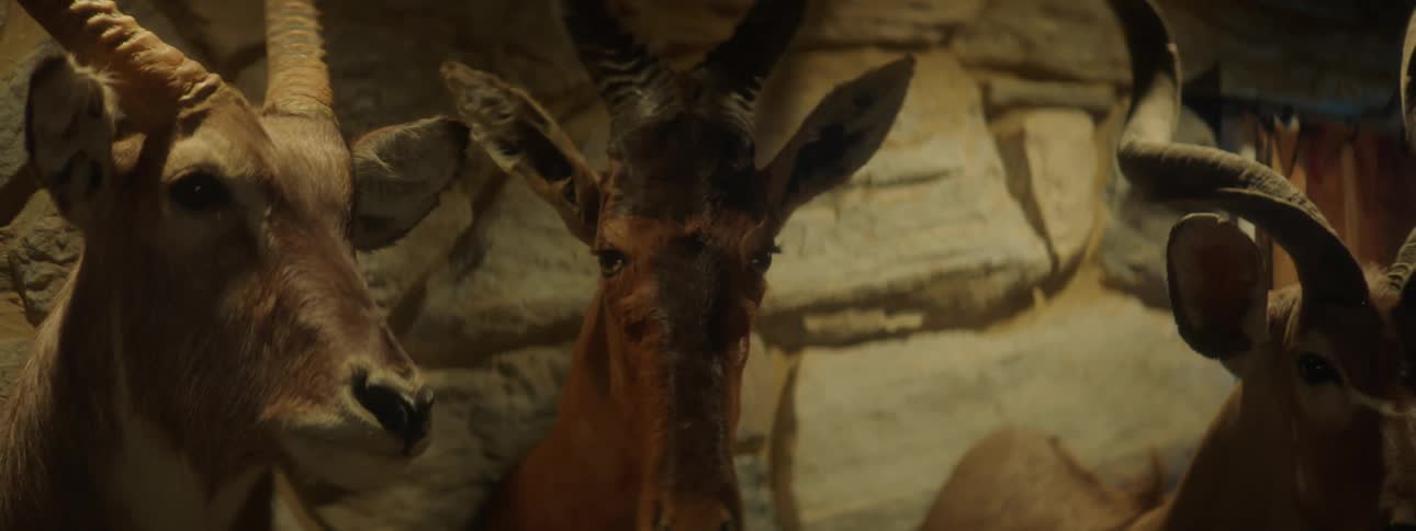 Goats with horns arranged on artistic walls