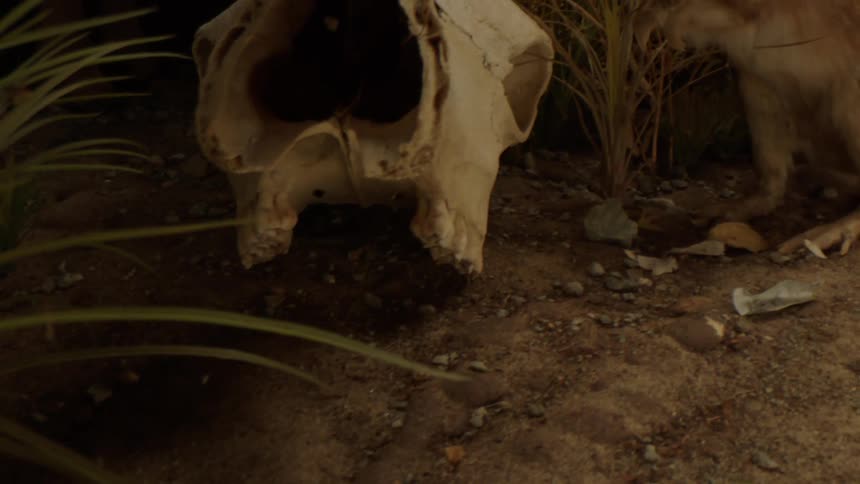 A taxidermied south african springhare standing near a bleached animal skull in a dimly lit enclosure