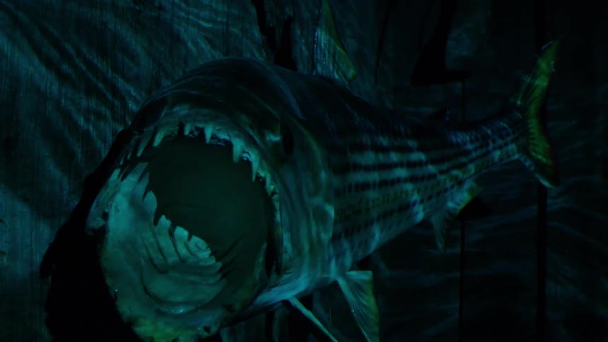 A taxidermied large predatory fish with sharp teeth is mounted on a wall with lights creating a dark water effect