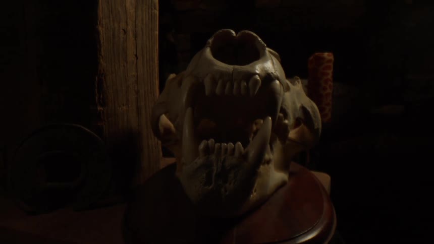Skull of an animal on display