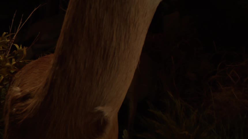 A closeup of a taxidermized deer head