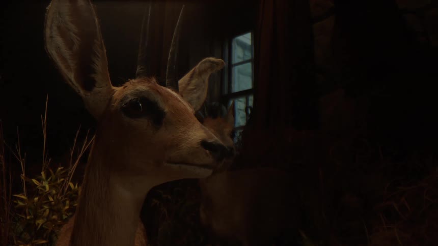 Stuffed antelopes are in the dark room