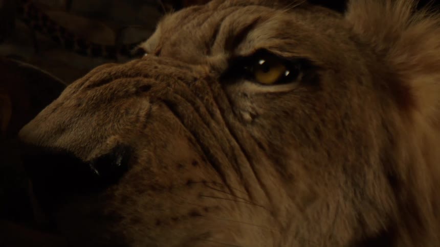 A taxidermied lions face with its piercing yellow eyes and sharp teeth highlighting its predatory nature