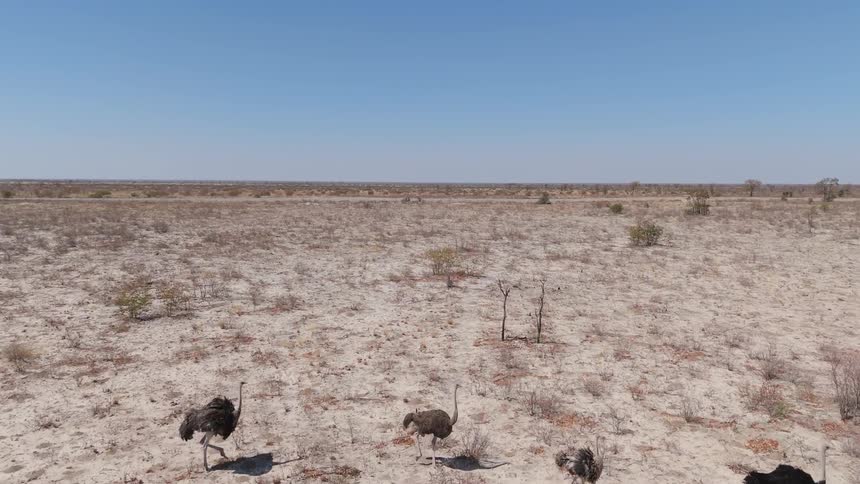 Aerial view of ostriches walking through a desert region with sparse vegetation