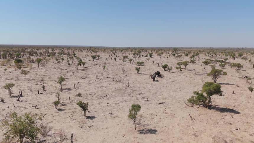 Aerial view of a family of elephants crossing a savanna