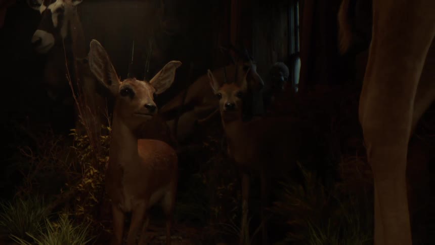 Two mounted taxidermized deer heads in a dimly lit room