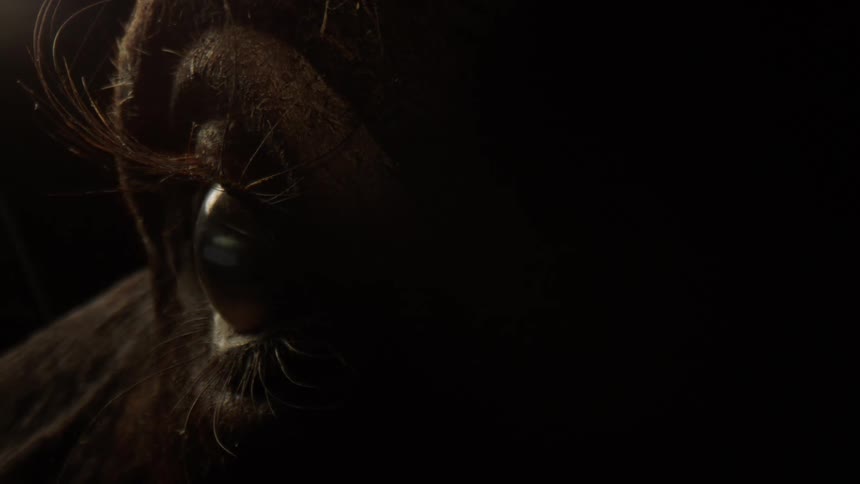 Extreme close up of an animals eye on display in a dark room