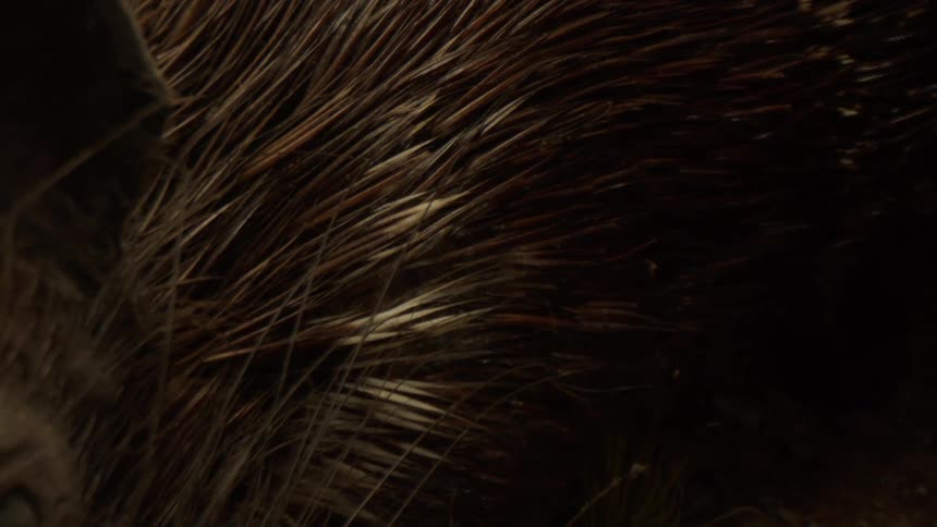 A porcupines quills with their distinctive brown and white bands and sharp points