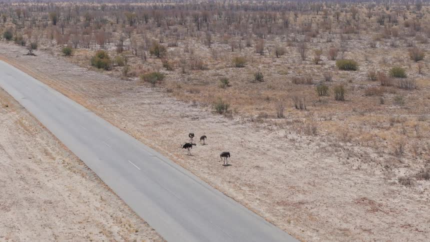 A group of ostriches are walking near a road in a dry arid landscape