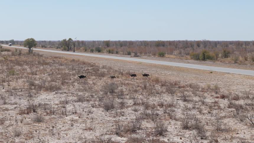 Four birds walk away from the road