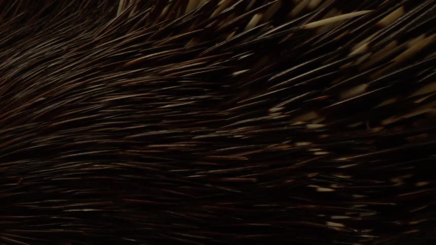 Extreme close up of an artistic animals fur