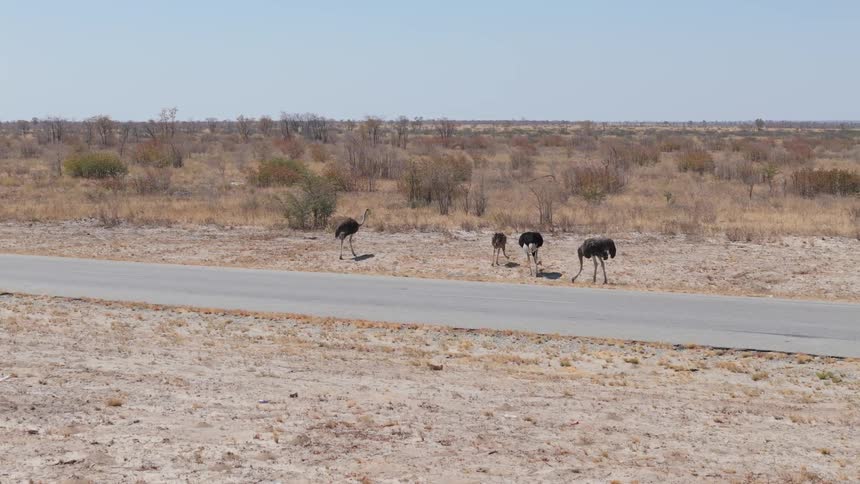 A group of ostriches forage and stroll across a paved road in a dry landscape