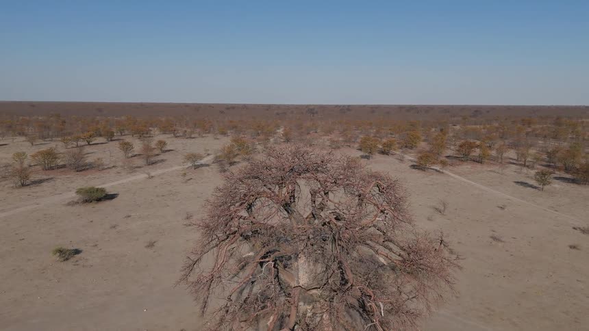 A vast desolate desert is scattered with several small identical plants