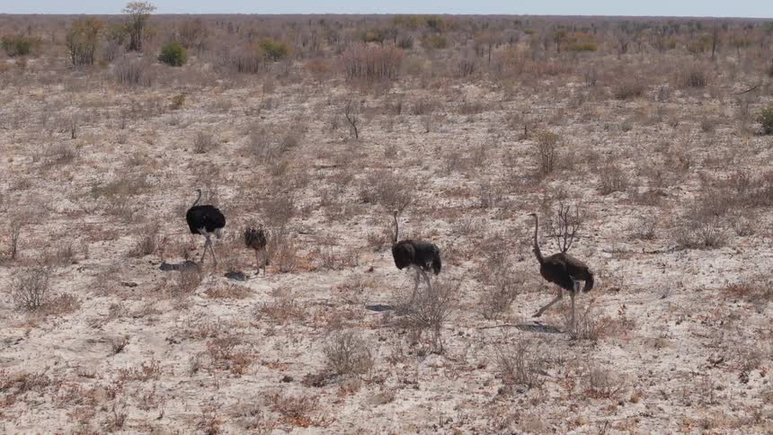 Ostriches walk on arid dry terrain with sparse vegetation