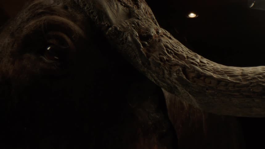 A mounted buffalo head its dark eyes and large horns visible in the dim light