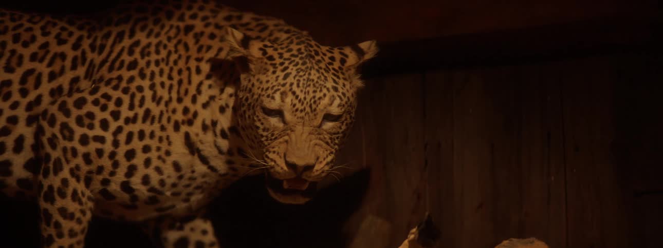 A stuffed leopard is in the dark room