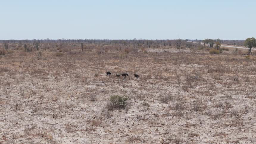 Ostriches walk across the arid terrain near a highway