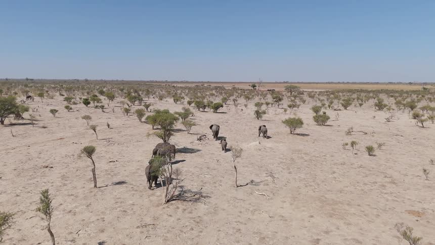 Group of elephants walks through a sparse savannah with scattered trees and bushes under a clear sky
