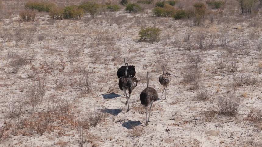 A group of ostriches walking across a dry sandy landscape