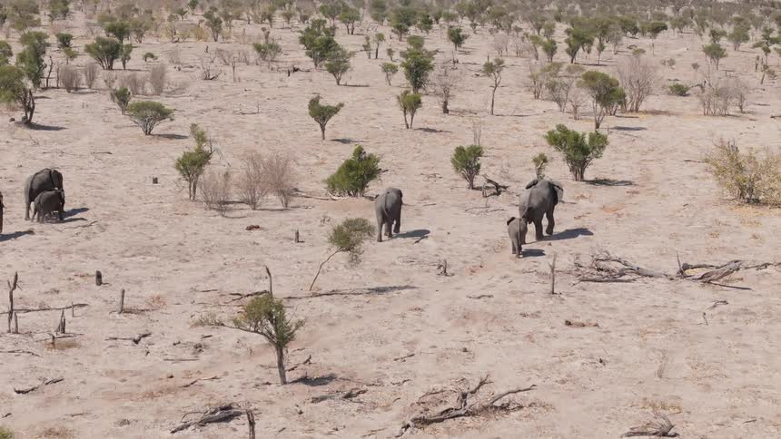 An aerial clip of elephants walking in the wild