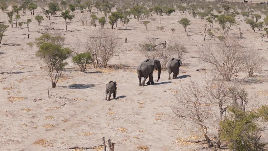 Two adult elephants and a calf walk together across a dry sparsely vegetated landscape