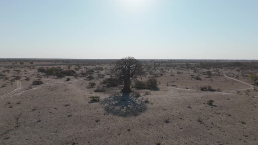 Sparse trees dot a desert like area near roads and paths