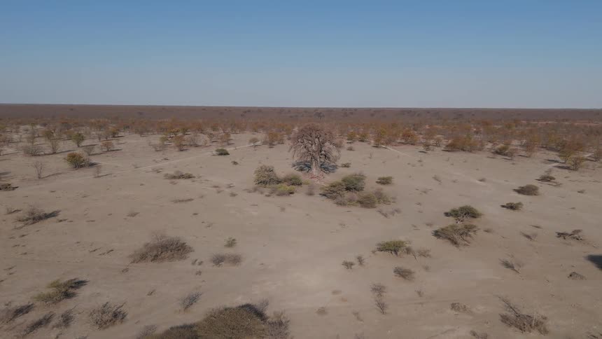 Aerial desert view with sparse trees