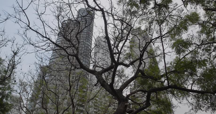 A clip of a tree covering a high rise building