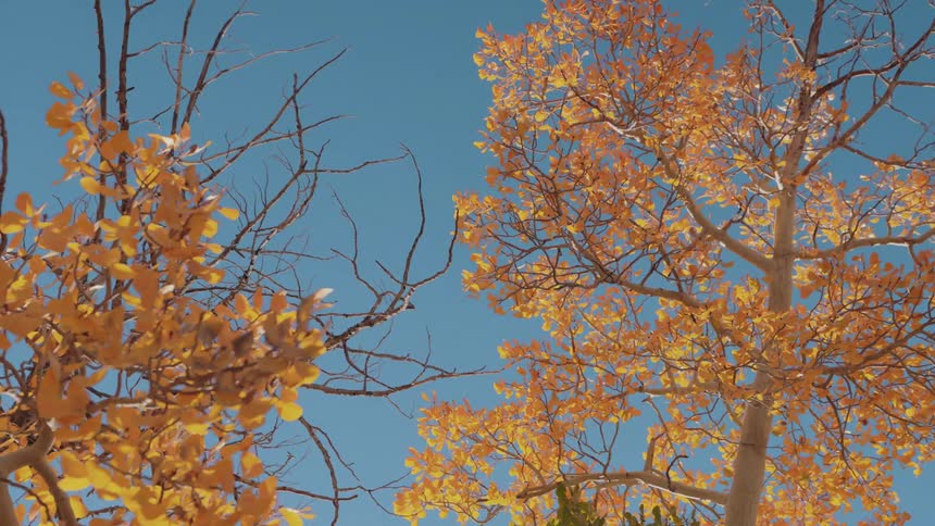 Treetops with branches covered in orange leaves are shown against the sky