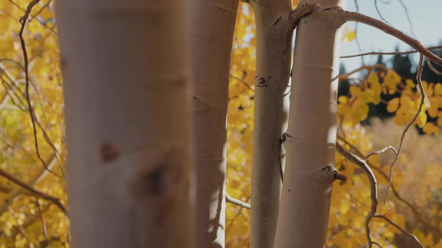 Tree trunks are shown up close with branches covered in yellow leaves behind them