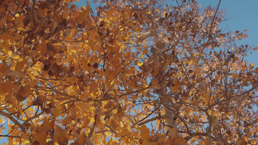 Wind ruffles the yellow and orange leaves on a tree on an autumn day
