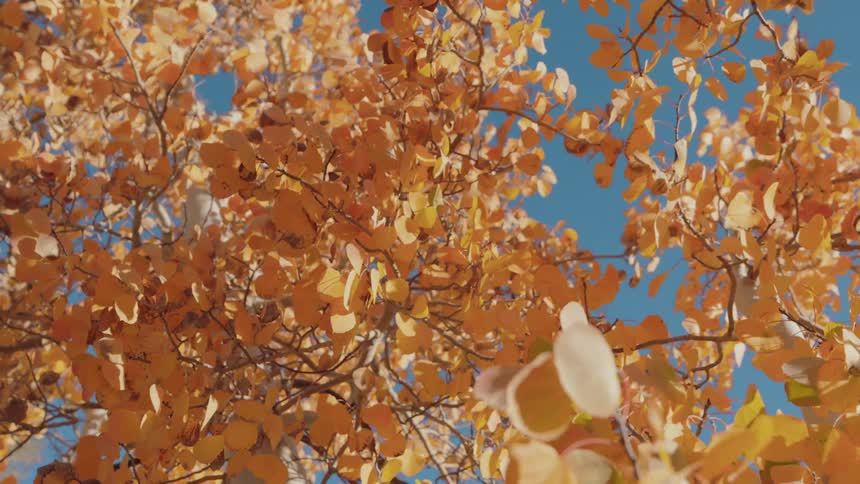 Trees with leaves turning colors in the fall around in the wind