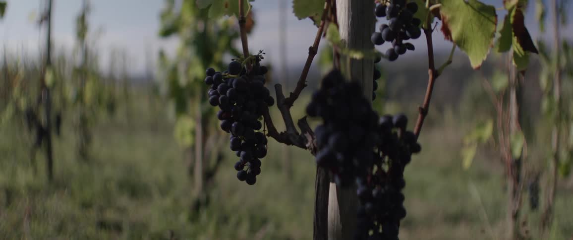 A clip of a grape tree in the farm