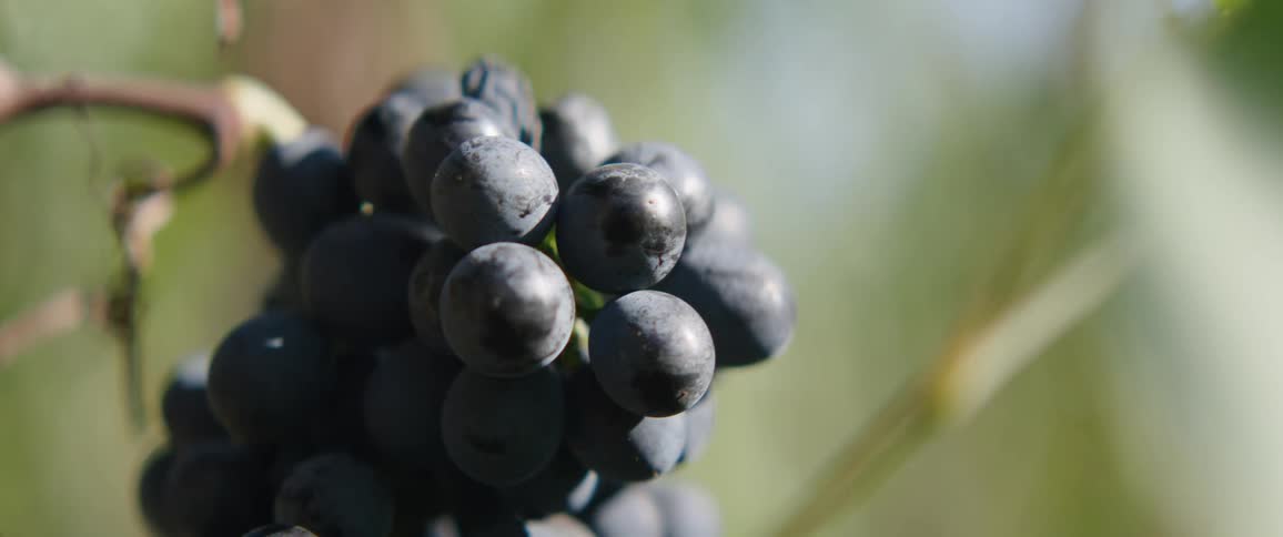 Wind ruffles the leaves near a cluster of grapes growing on the vine