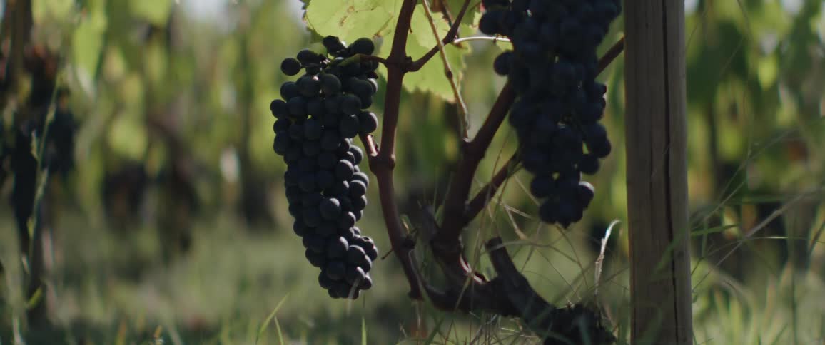 Two crowded bunches of purple grapes next to a plant