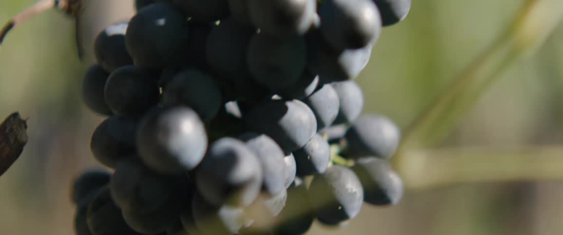 A single bunch of dark blue grapes hangs from a vine illuminated by sunlight