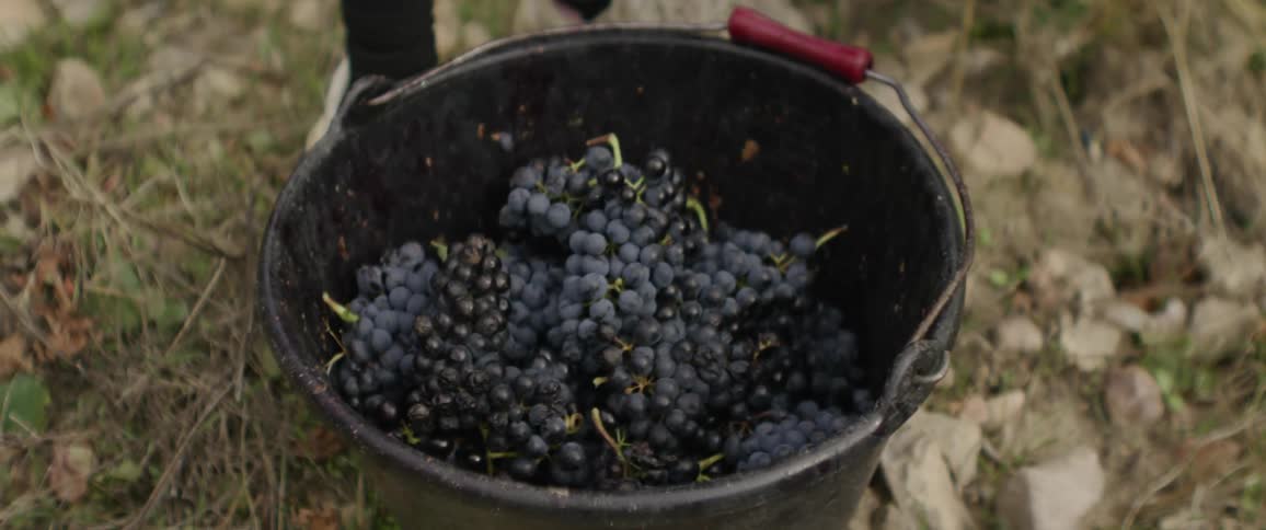 A person drops grapes into a bucket outdoors