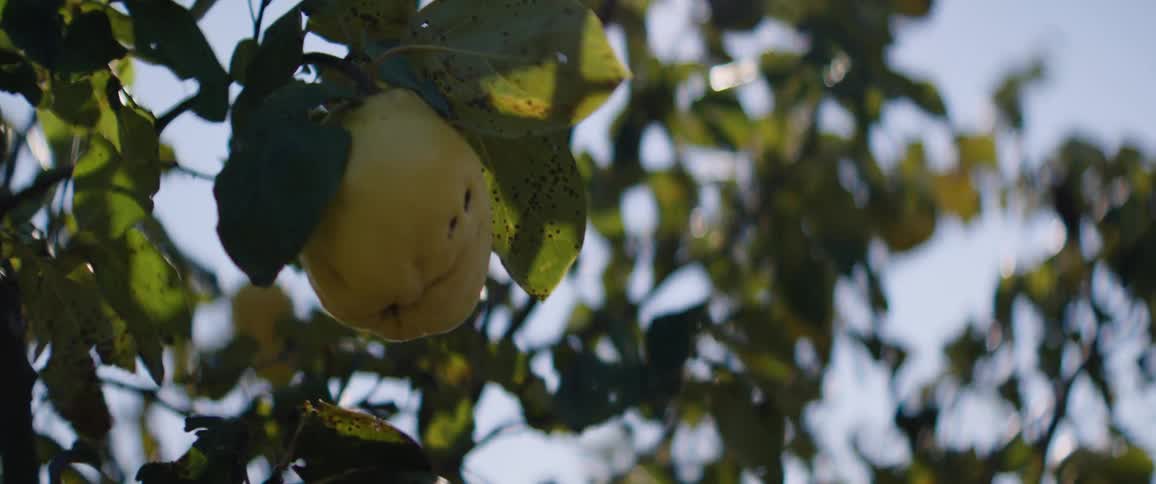 A quince hangs from a branch surrounded by green leaves
